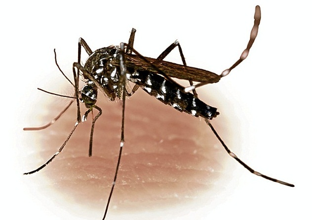 84nyamuk Aedes aegypti