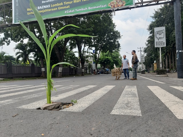 F DITANAMI BUNGA
