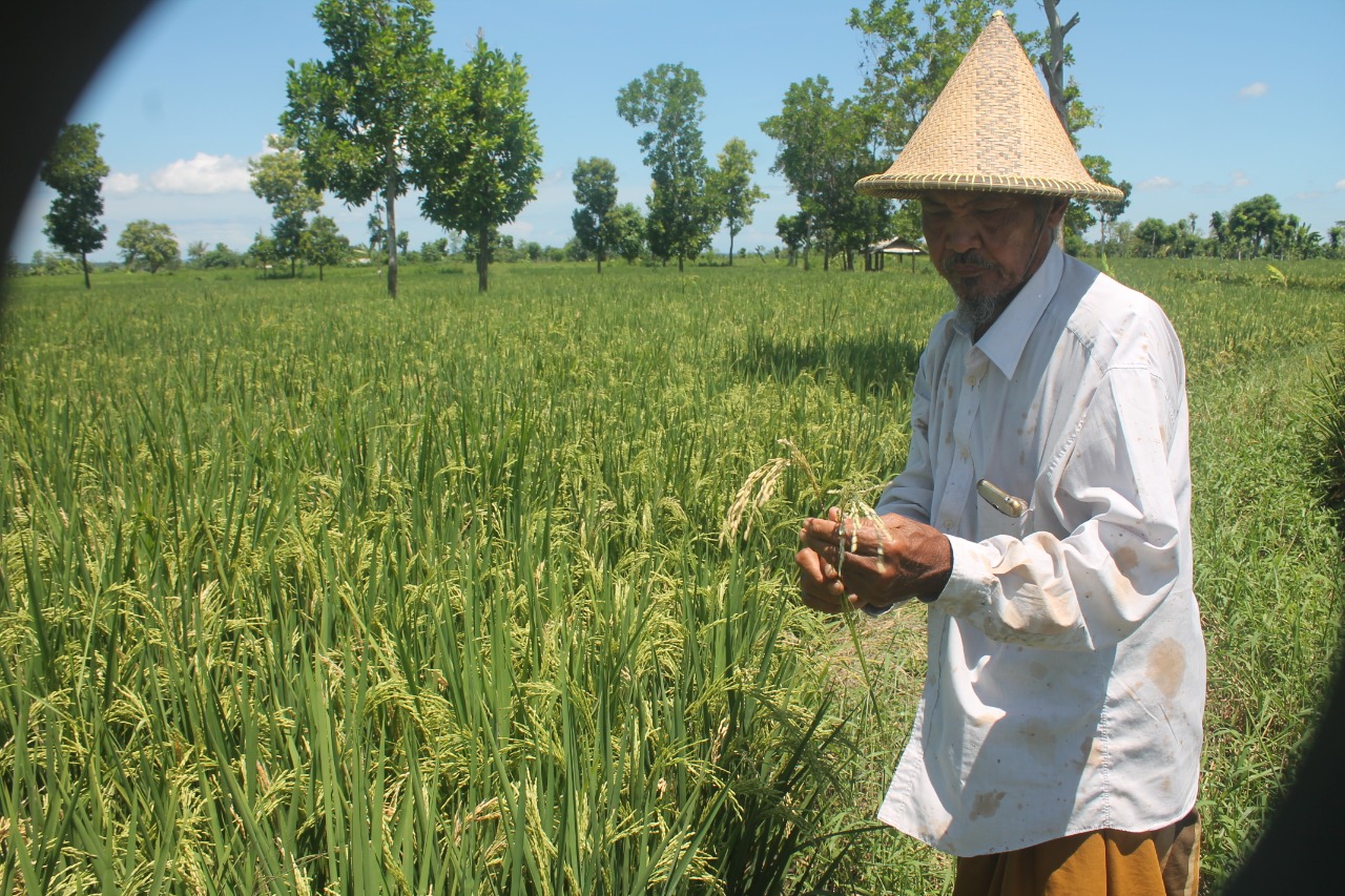 Puluhan Herktare Padi Diserang Penyakit Blas 1 WhatsApp Image 2020 03 24 at 05.52.52
