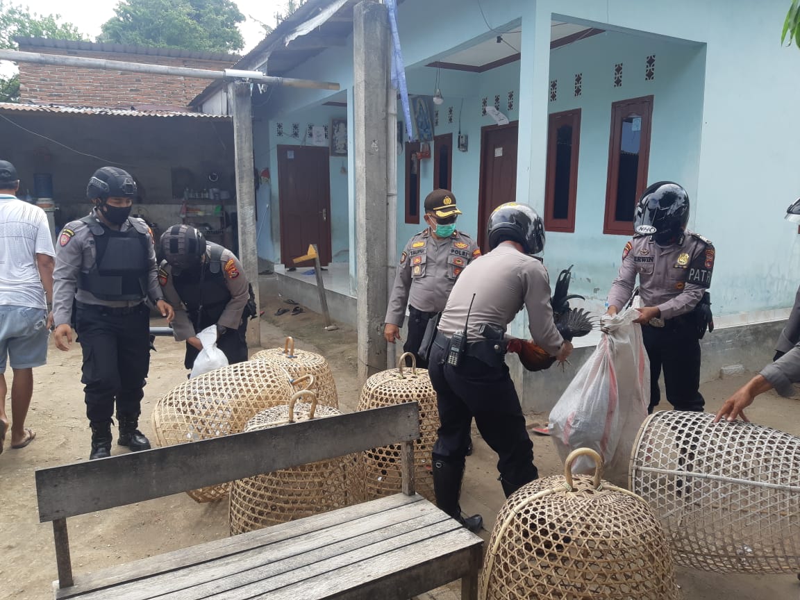 Kocar-Kacir, Polisi Bubarkan Judi Sabung Ayam di Mataram 1 Sabung Ayam