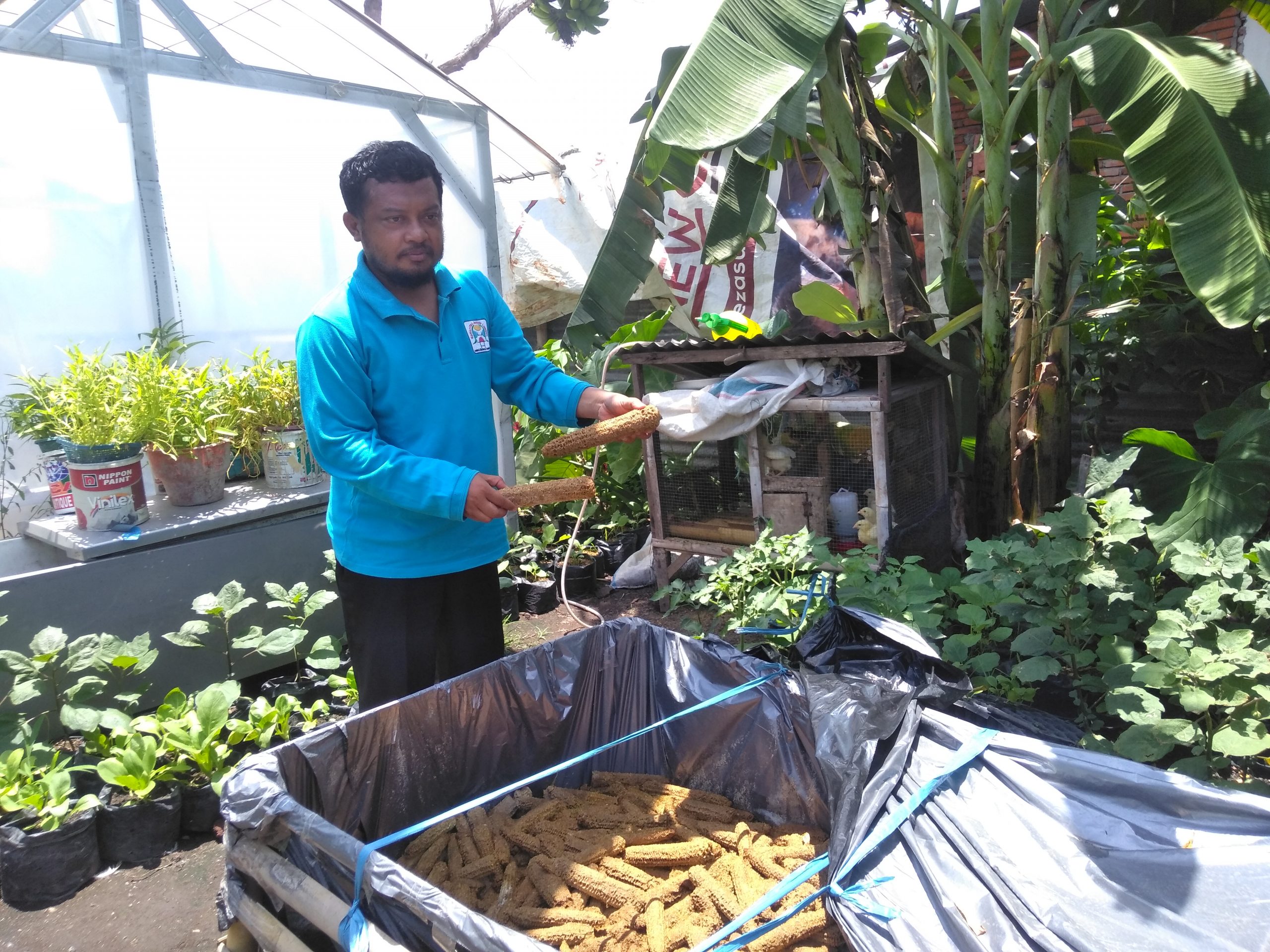 Melihat Bonggol Jagung yang Disulap jadi Media Tanam Jamur 1 F Bok 3 scaled