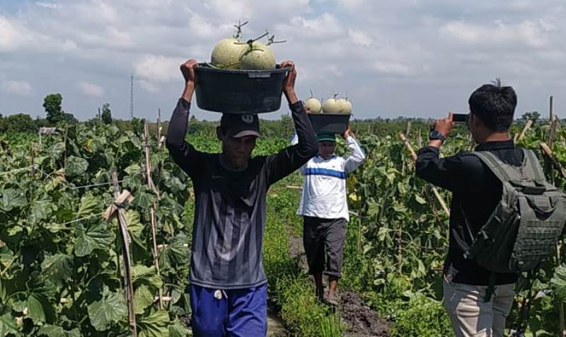 Melon BUMDes Mujur yang Tembus Pasar Nasional 1 F Bok