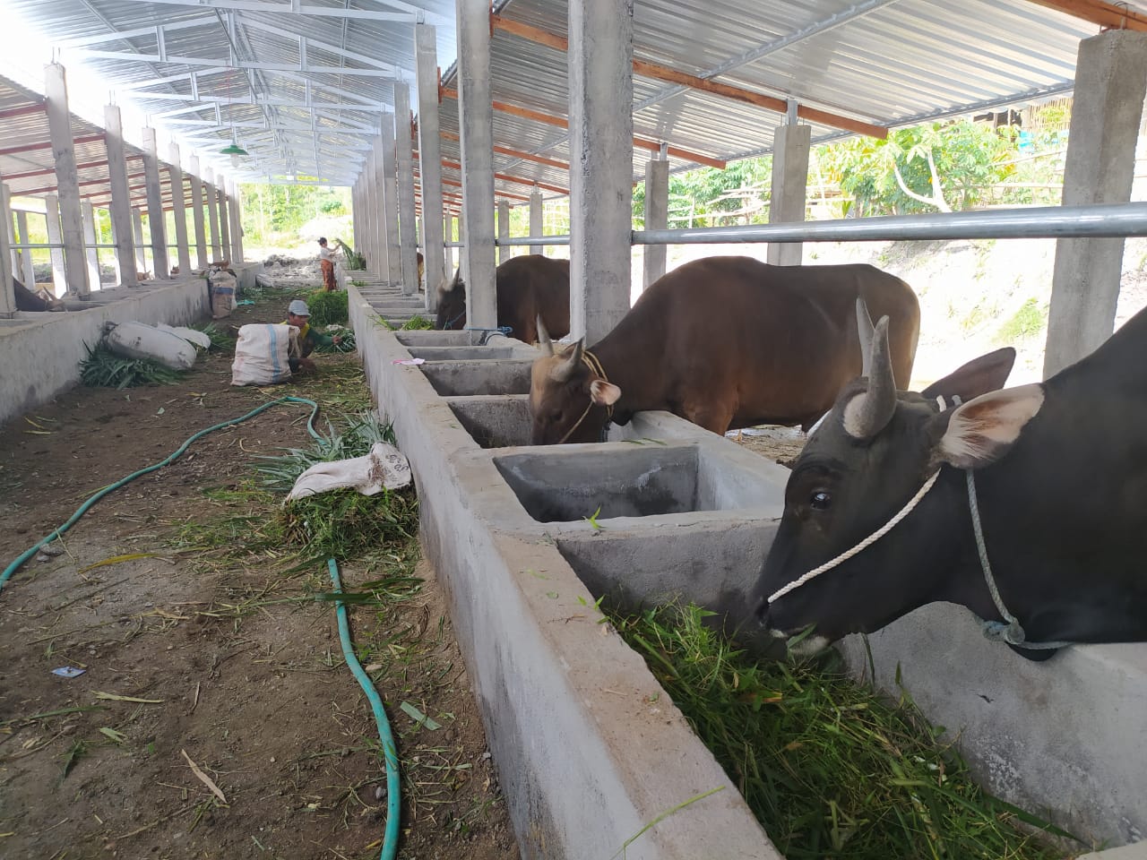 F Kandang sapi