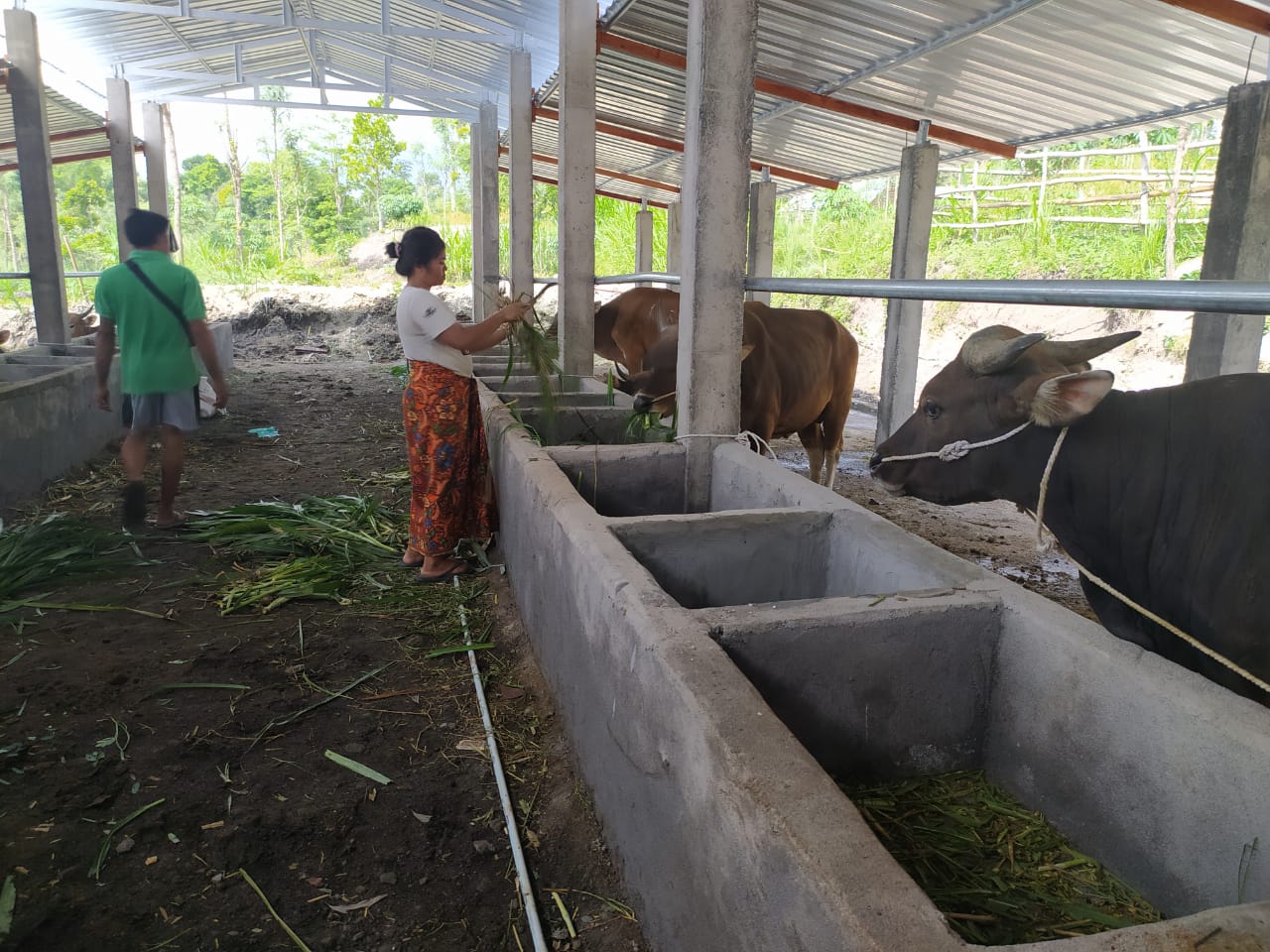 Kirim Seribu Sapi NTB ke Jabar 1 F Sapi 1