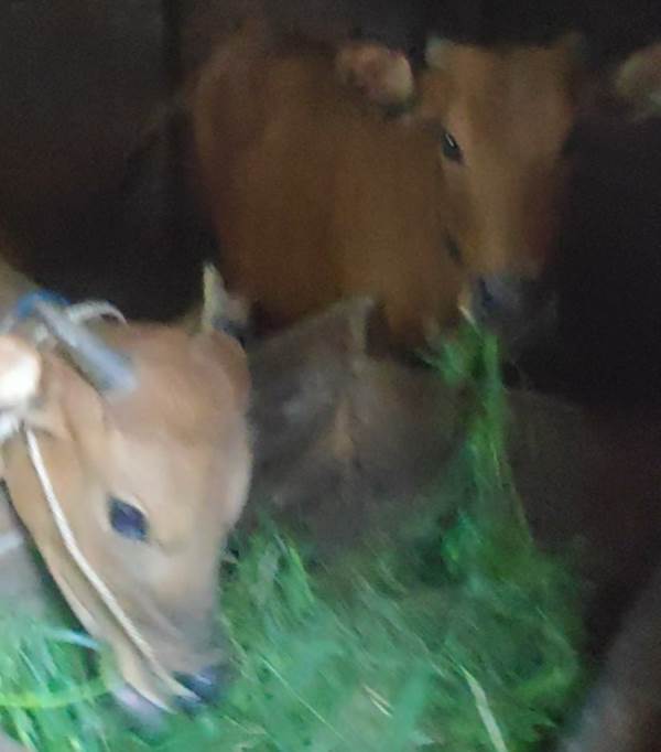 Gerombolan Maling Gagal Bawa Sapi Curian 1 F GAGALKAN