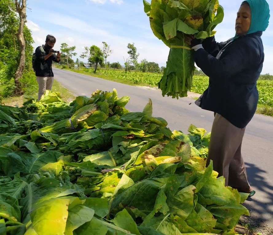 F Panen tembakau