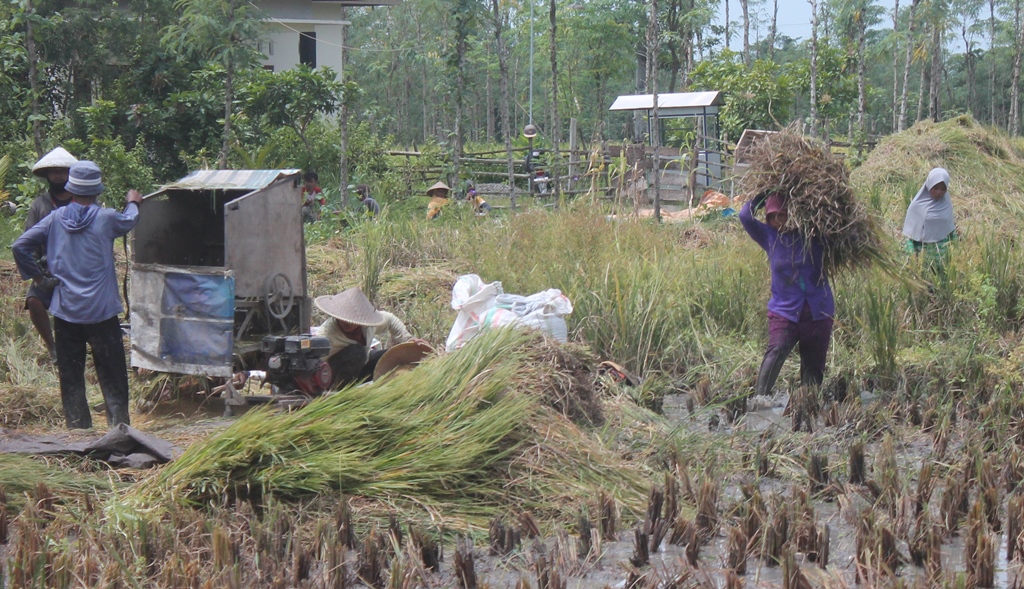 TKI Pulang Kampung, Pengangguran di NTB Membludak 1 F buruh tani