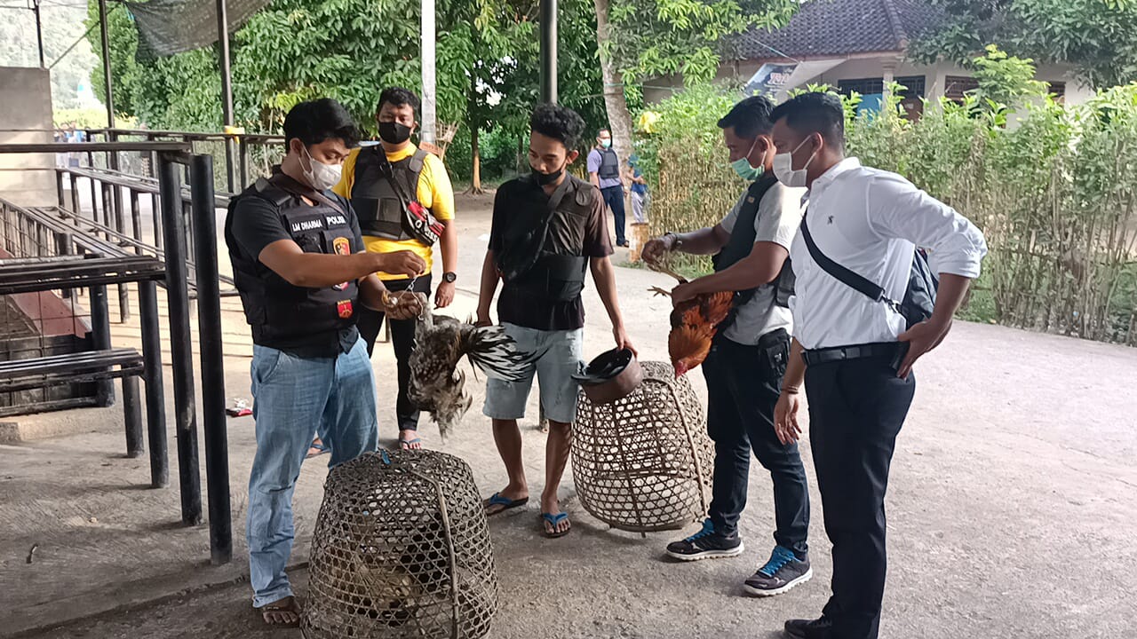 Polisi Bubarkan judi Sabung Ayam di Gubuk Bali 1 F JUDI.