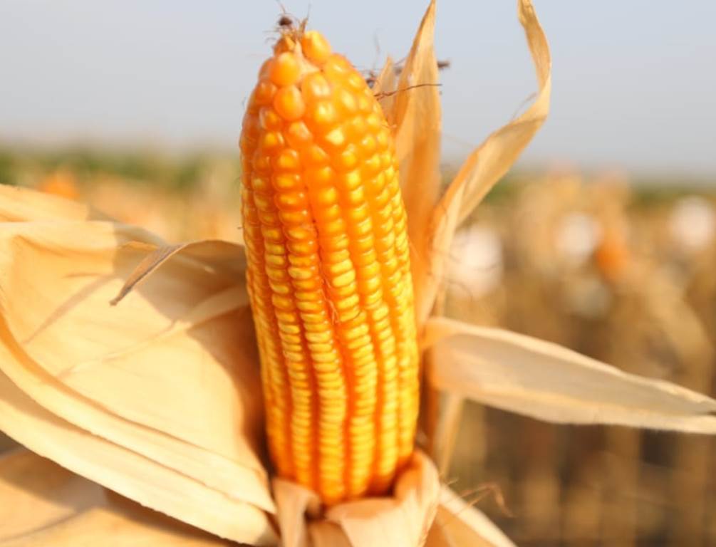 Kasus Bibit Jagung, 27 M Kerugian Negara 1 f ilustrasi jagung