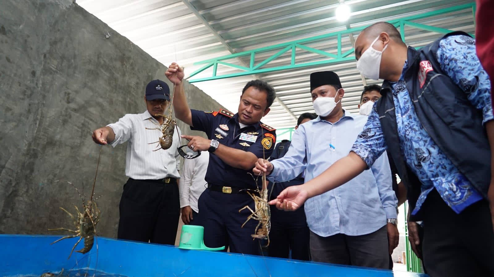 KKP Intensifkan Pengawasan Budidaya Lobster 1 F lobster