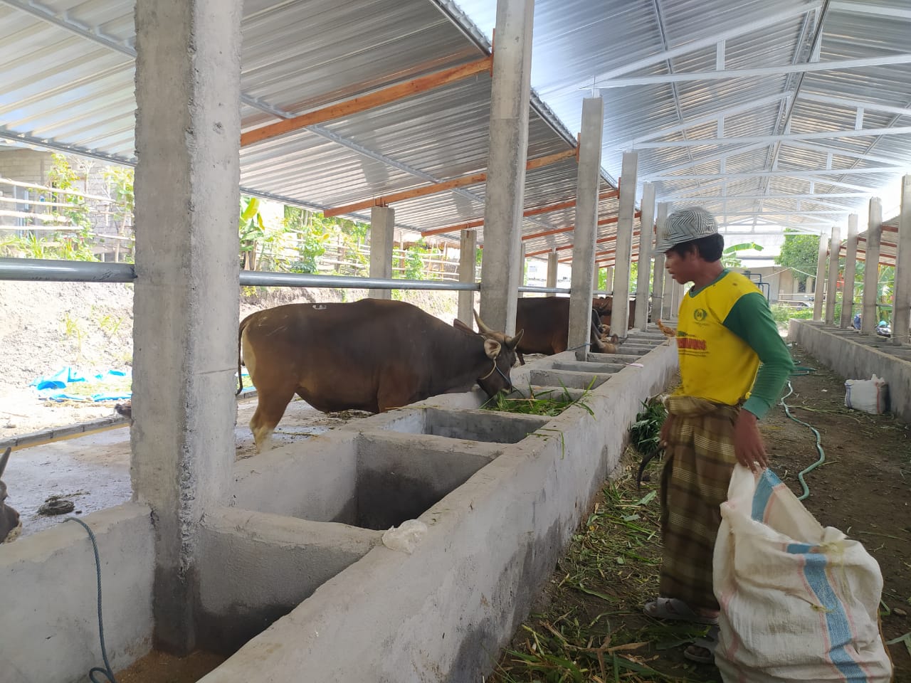 F Sapi 1