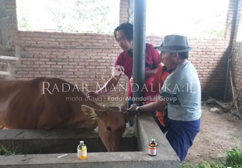 F Sapi