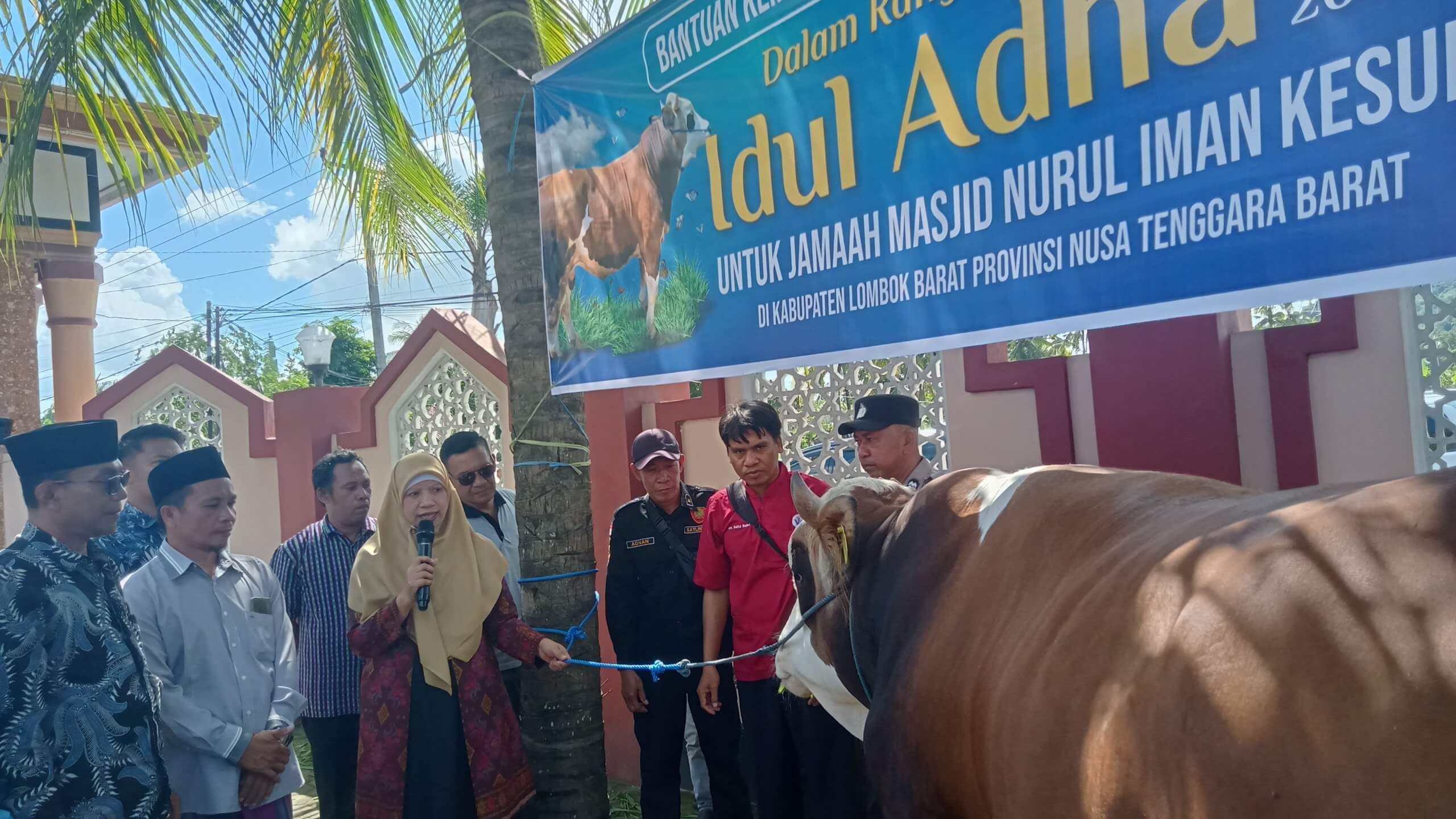 Pemda Lombok Barat Salurkan Sapi Kurban Presiden Prabowo dan Puluhan Hewan Kurban Dari OPD