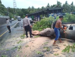 Antisipasi Dampak Cuaca Ekstrem, DLH Lobar Minta Desa Pangkas Pohon Secara Mandiri