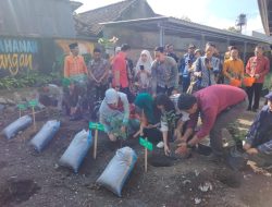 Wabup Lobar Ummi Nurul Mulai Turunkan Gerakan Menanam Cabai di Sekolah