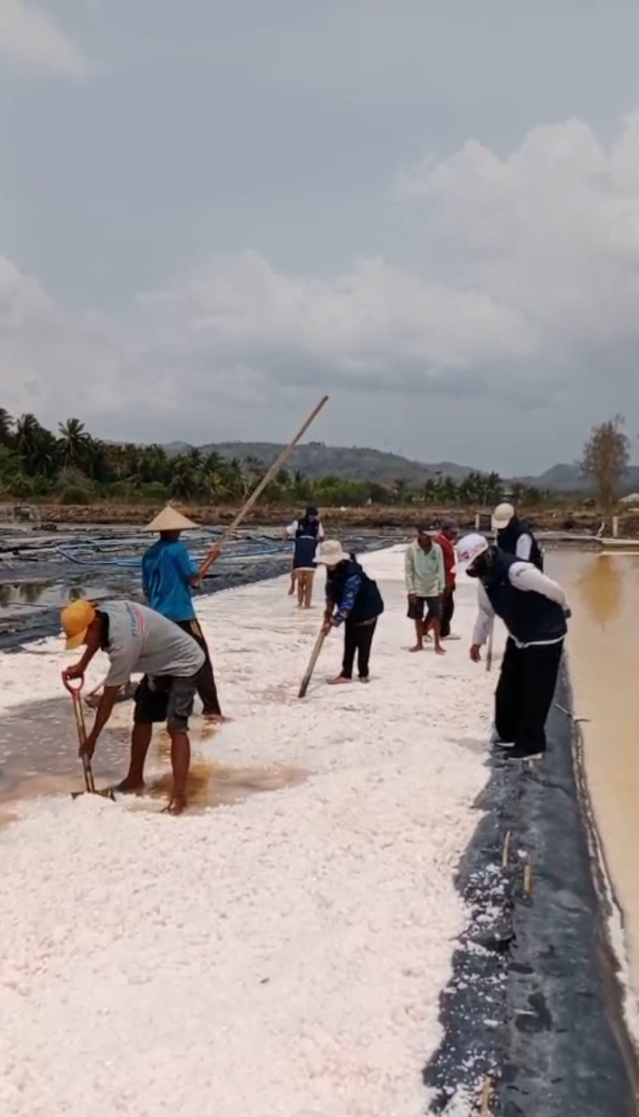 Panen Garam Melimpah, Namun Rendah Terserap